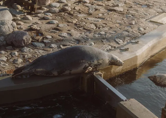 Blueapart Kaszubska Bryza *